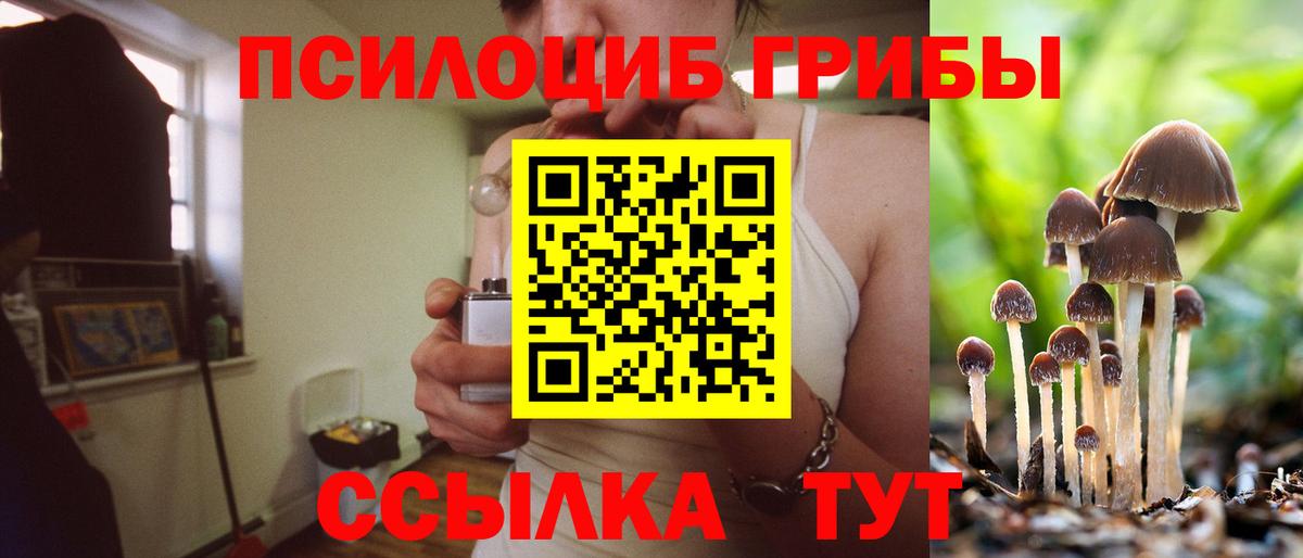 Галлюциногенные грибы Psilocybe  Вход с VPN  Будённовск 